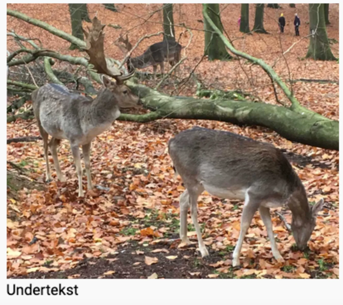 Billede med mulighed for undertekst