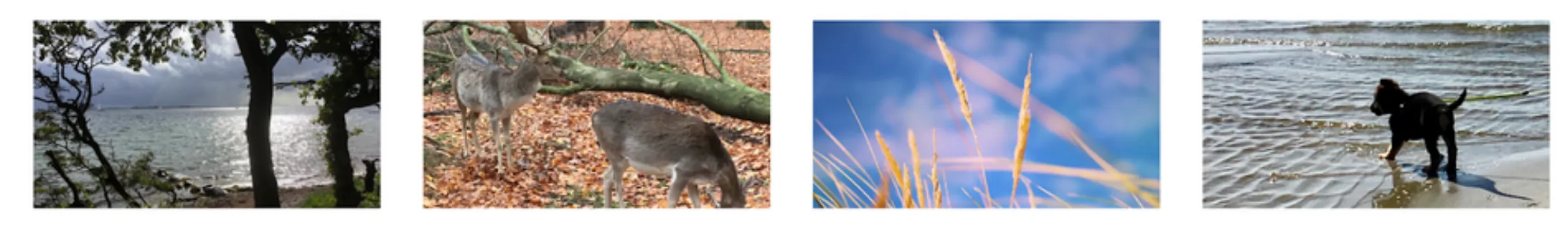 IBilleder tilpasser sig